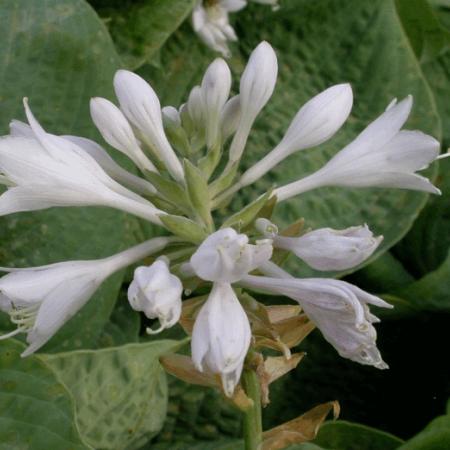 Hosta 'Bressingham Blue'