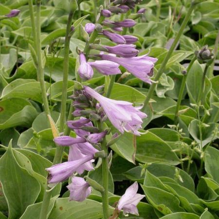 Hosta 'Blue Cadet'