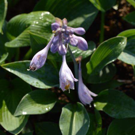 Hosta 'Big Daddy'