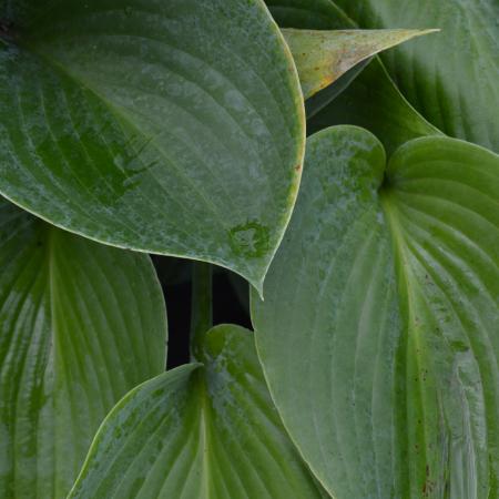 Hosta 'Canadian Blue'