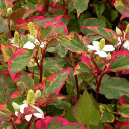 Houttuynia cordata 'Chameleon'