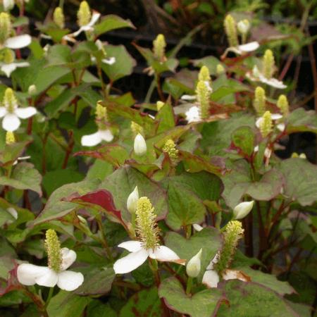 Houttuynia cordata