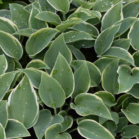 Hosta 'El Nino'