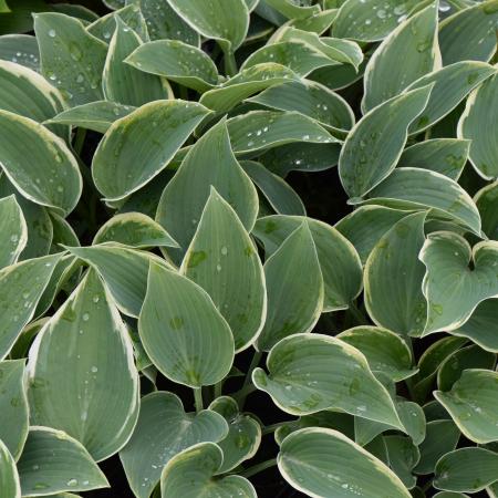 Hosta 'El Nino'