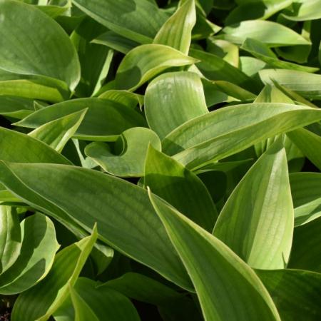 Hosta 'Empress Wu'