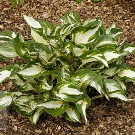 Hosta 'Fire and Ice'