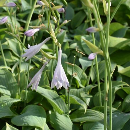 Hosta 'Fragrant Blue'