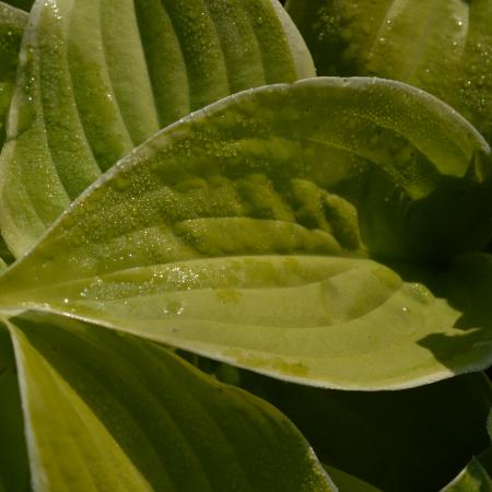 Hosta 'Fragrant Bouquet'