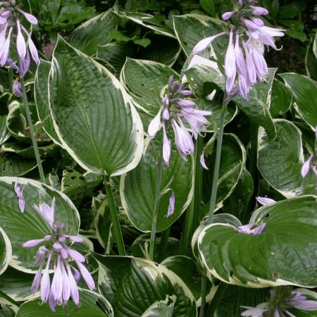 Hosta fortunei 'Francee'