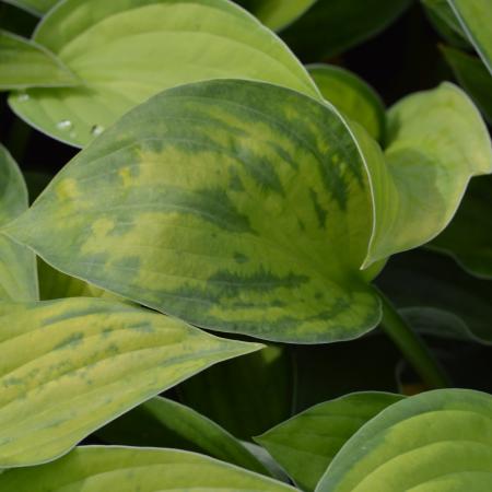 Hosta fortunei 'Gold Standard'