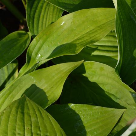 Hosta fortunei 'Hyacinthina'