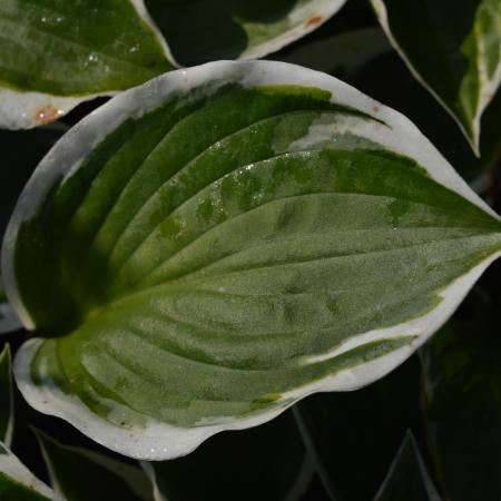 Hosta fortunei 'Patriot'