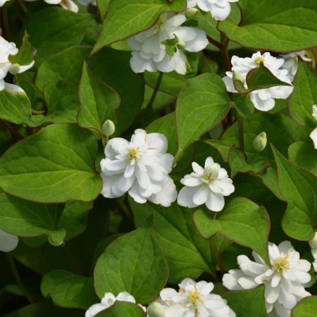 Houttuynia cordata 'Plena'