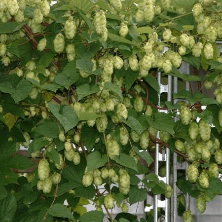 Humulus lupulus