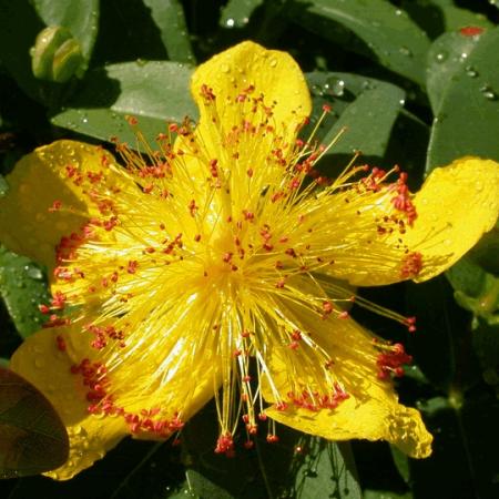 Hypericum calycinum