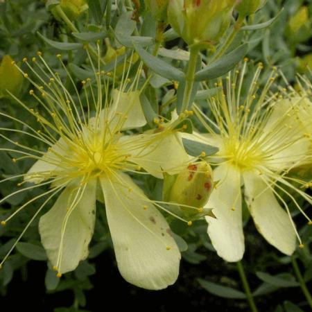 Hypericum olympicum 'Citrinum'