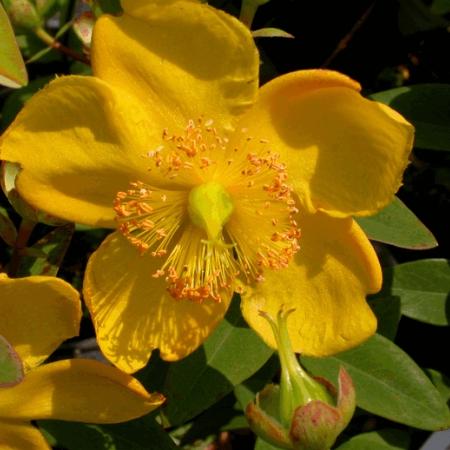 Hypericum hookerianum 'Hidcote'