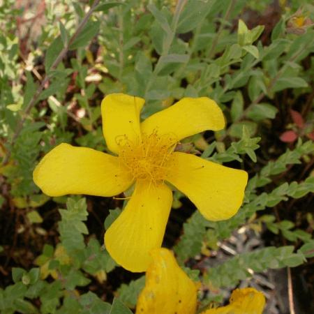 Hypericum olympicum