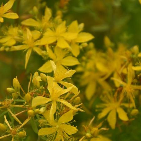 Hypericum perforatum