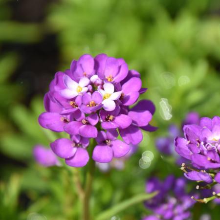 Iberis sempervirens 'Absolutely Amethyst'