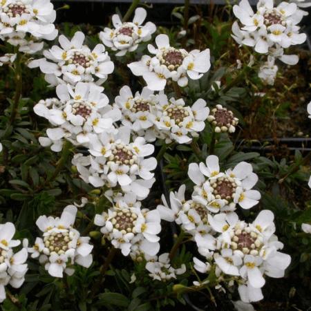 Iberis sempervirens 'Appen-Etz'