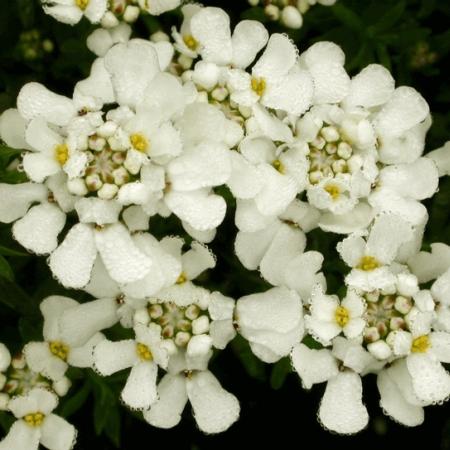 Iberis sempervirens 'Fischbeck