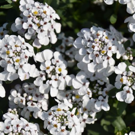 Iberis sempervirens 'Masterpie