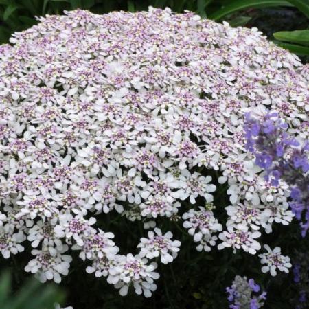 Iberis sempervirens 'Pink Ice'