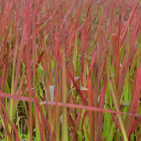 Imperata cylindrica 'Red Baron'