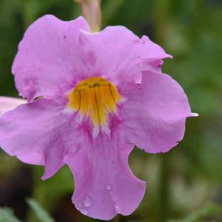 Incarvillea delavayi