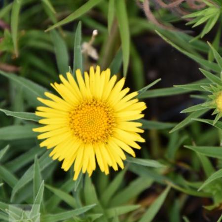 Inula ensifolia