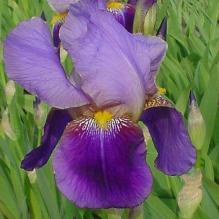 Iris germanica 'Alcazar'