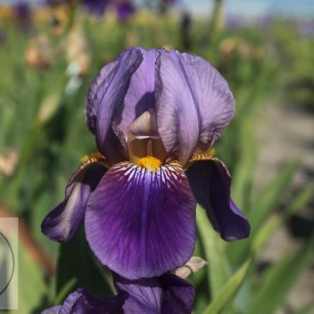 Iris germanica 'Ambassadeur'