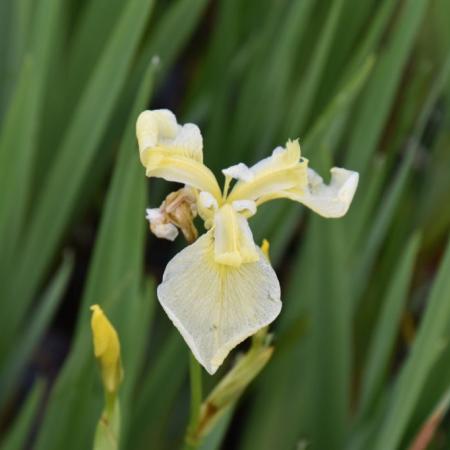 Iris pseudacorus 'Bastardii'