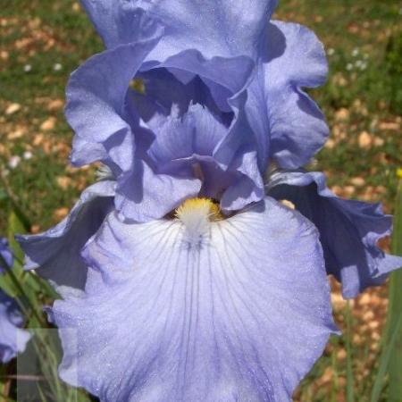 Iris germanica 'Babbeling Brook'