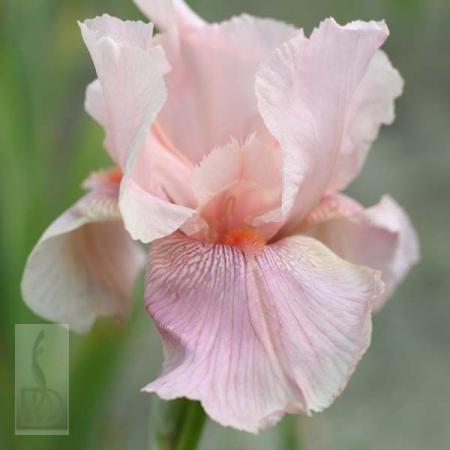 Iris germanica 'Blushing Pink'