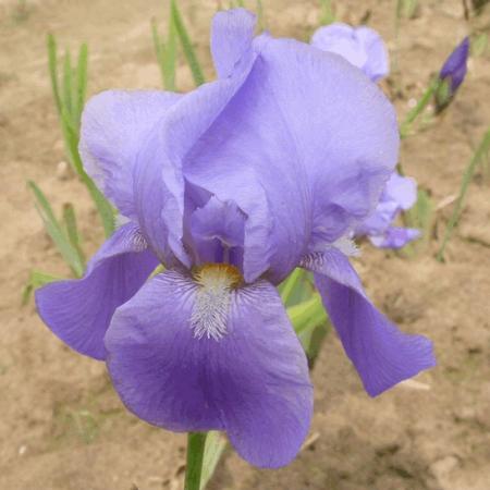 Iris germanica 'Blue Rhythm'