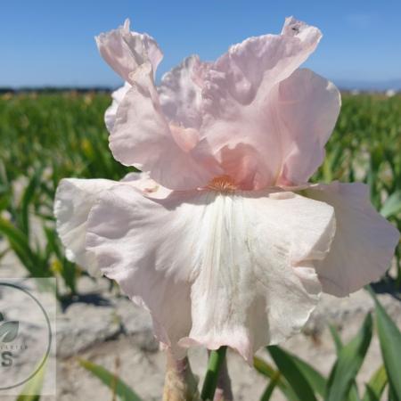 Iris germanica 'Cherised'