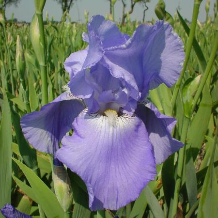 Iris germanica 'Harbor Blue'