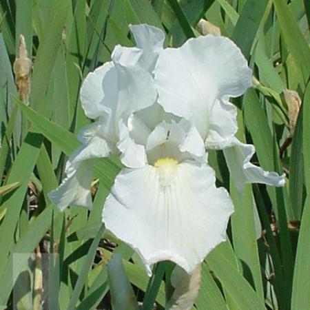 Iris germanica 'Immortality'