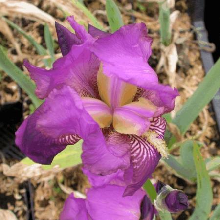 Iris germanica 'Imperator'