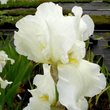 Iris germanica 'Lady Snowflake'