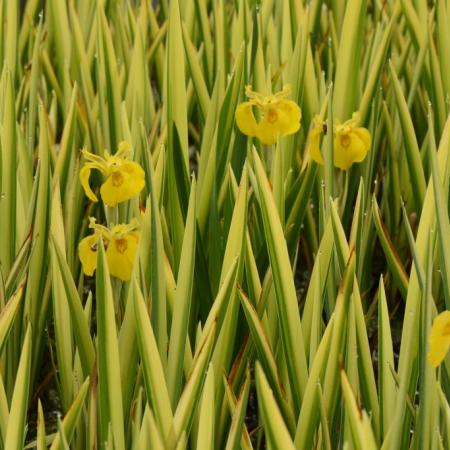 Iris pseudacorus 'Variegatus'