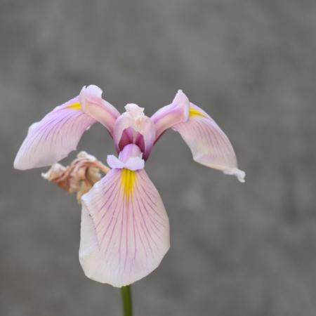 Iris laevigata 'Rose Queen'