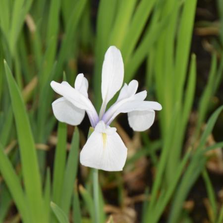 Iris laevigata 'Snowdrift'