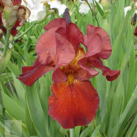 Iris germanica 'Sultan's Palac