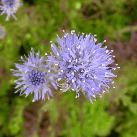 Jasione laevis 'Blaulicht'