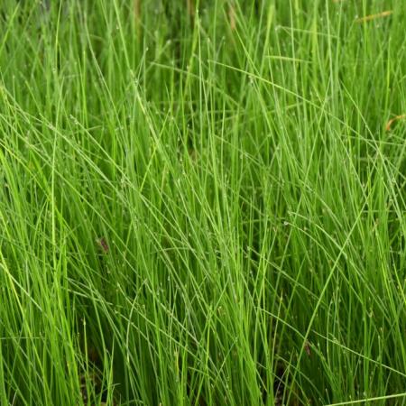 Juncus effusus