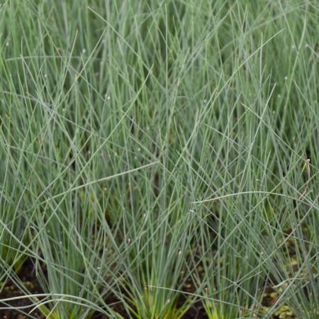 Juncus inflexus (glaucus)