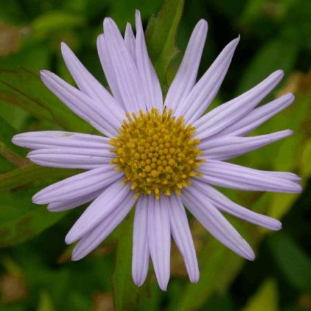 Kalimeris incisa 'Blue Star'